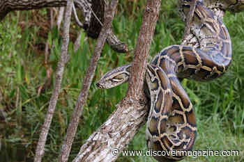 On the Front Lines of Florida's Fight Against Pythons