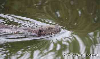 Bever gespot in Veenendaal: 'Eerst dacht ik dat het een enorme rat was' - De Rijnpost