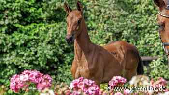 4. Björn Nagel Online-Auktion mit 18 exquisiten Offerten