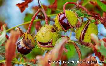 Kastanienbaum im Landkreis Bayreuth entwendet - Bayreuther Tagblatt
