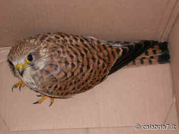 Salvati in Calabria un gheppio con l'ala fratturata e un gabbiano intossicato - Calabria 7
