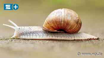 Meschede: Was gut gegen Schnecken im Gemüsebeet hilft - WP News