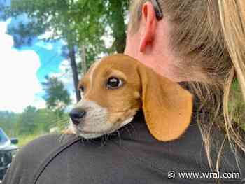 40 beagles and hounds need a new home after massive SC neglect case leads to overcrowded shelter