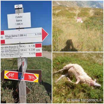 Tre pecore morte sui sentieri di Prato Nevoso: "Opera dei lupi, ne sono praticamente certo" - TargatoCn.it