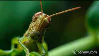 More grasshoppers throughout Saskatchewan this summer - paNOW