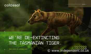 Texas ‘de-extinction’ start-up says it wants to bring Tasmanian tiger back from the dead