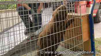 Augsburg: Biber kehrt nach Aufenthalt in Tierklinik zurück an seinen Stammplatz in Augsburg | Augsburger Allgemeine - Augsburger Allgemeine