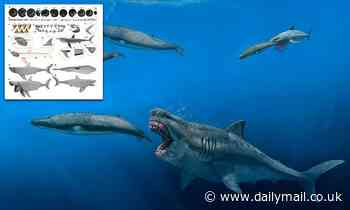 Megalodon targeted prey as large as killer whales when it roamed the oceans 11 million years ago
