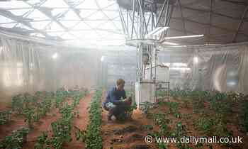 Forget growing potatoes! ALFALFA may be the key to farming on Mars, study shows