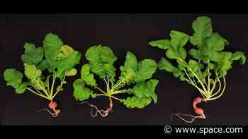 Want to grow plants on Mars? High school student project finds 2 tricks for Red Planet