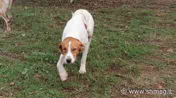 Cagliari, prosegue la campagna di sensibilizzazione per le adozioni degli ospiti a quattro zampe del Canile Comunale - S&H Magazine