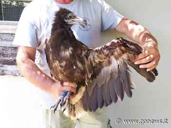 Ala amputata dalla turbina eolica, avvoltoio curato in Toscana - gonews