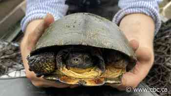 How did Shimmy the 2-footed turtle get from Lake Erie to Burlington, Ont.?