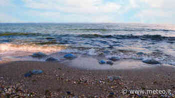 Meduse giganti a Jesolo: ecco cosa sta succedendo - METEO.IT