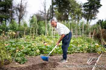 Sécheresse: la préfecture des Alpes-Maritimes autorise à nouveau l'arrosage des potagers mais à certaines conditions