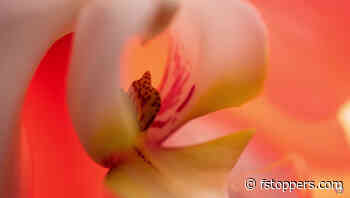 7 Tips for Better Flower Macro Photography