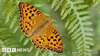 Rare butterfly 'thriving' on Dartmoor