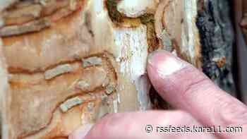 Tree crew discovers emerald ash borer in Sherburne County