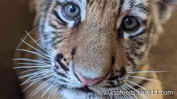 Minnesota Zoo ready to name its male Amur tiger cub