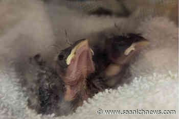 VIDEO: Greater Victoria wildlife volunteers celebrate pair of bird releases - Saanich News
