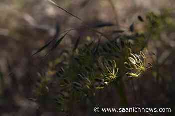 Columbia River salmon are at the core of ancient religion - Saanich News