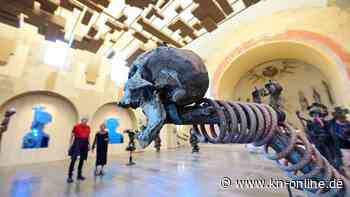 Knochenskulpturen auf documenta lösen Irritation und Entsetzen aus