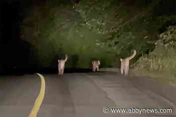 VIDEO: Clan of cougar cubs spotted on a late-night prowl in Mission