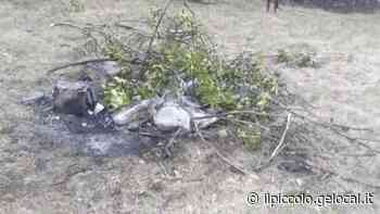 Trieste, ecco il falò da cui è divampato l'incendio nella notte di Ferragosto - Il Piccolo