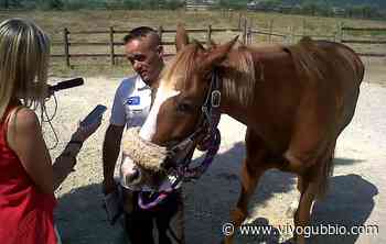 Palio di Siena, Columbu torna in piazza: correrà per la Civetta contro il “suo” Remorex - Vivo Gubbio