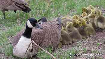 WATCH:  Gaggle of goslings snuggle under mom’s wing for nap time