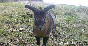 Neubaugebiet und Kriminalität in der Stadt, Mufflons im Kreis – Kaiserslautern kompakt - Kaiserslautern - Rheinpfalz.de