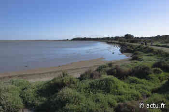 Hérault / Mystère : un cadavre découvert dans un étang à Frontignan-Plage - actu.fr