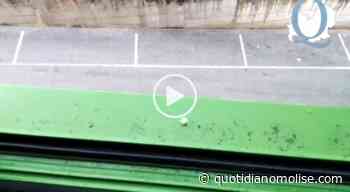 Violenta grandinata e forte vento si abbattono su Campobasso - Il Quotidiano del Molse