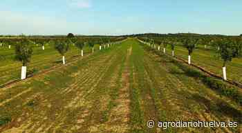 El almendro y pistacho son los cultivos que más crecen en España - Agrodiariohuelva.es