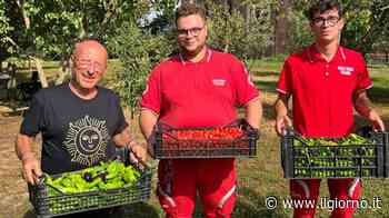 Opera, all'orto solidale: "Io, detenuto, coltivo ortaggi per i poveri" - IL GIORNO