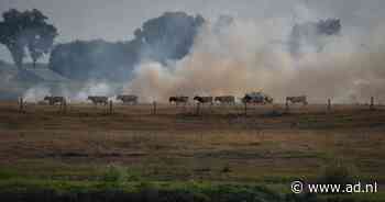 Natuurbrand Nederhemert-Zuid snel onder controle | Zaltbommel - AD