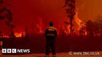 Climate change: 'Staggering' rate of global tree losses from fires