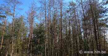 ANB kapt dode en stervende bomen in Postel - Het Laatste Nieuws