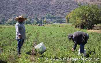 Zamora plantea su Seguro Agrícola para Contingencias Climáticas - El Sol de Zamora