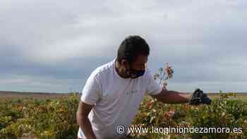 La sequía pone en jaque a la economía de Zamora, con efectos en empresas alimentarias y del vino - La Opinión de Zamora