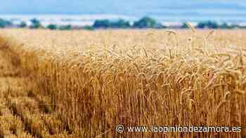 La lonja de Zamora del 16 de agosto: suben los cereales - La Opinión de Zamora