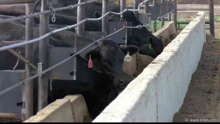 Texas ranchers settle cattle early due to area drought conditions