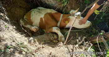 Rieti, scivola in una buca e rischia di morire. Mucca salvata dai Vigili del Fuoco - Corriere di Rieti