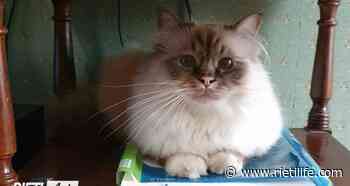 “Aiutatemi a ritrovare il mio gatto Bilbo: scomparso da Regina Pacis” - Rieti Life