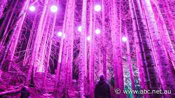 Brisbane botanic gardens to host permanent night light show but Greens concerned for nocturnal animals