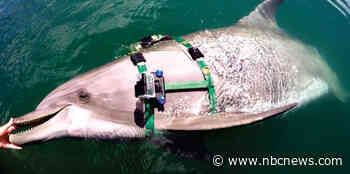 How do dolphins hunt? A research project provides a dolphin's-eye view