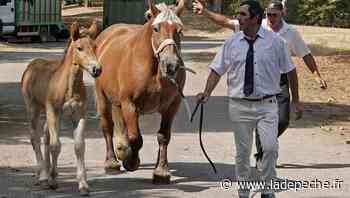 Caussade. Résultats du concours de chevaux lourds - LaDepeche.fr