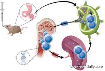 New Anti-Cancer Drug Is Absorbed Through the Gut’s Lymphatic System