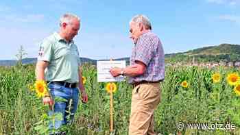 Futter für Insekten am Acker bei Jena - Ostthüringer Zeitung