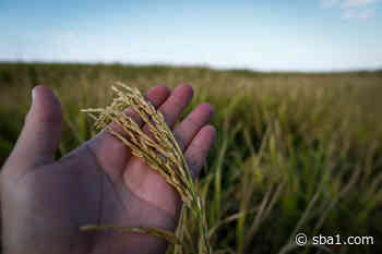 Oferta do arroz em casca apresentou alta nos últimos dias - SBA1.com